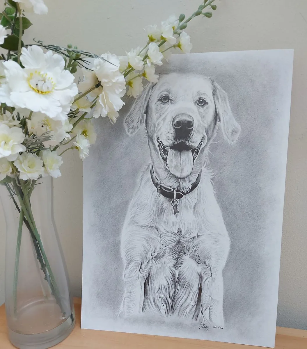 Pencil portrait commission of a pet dog, Devon